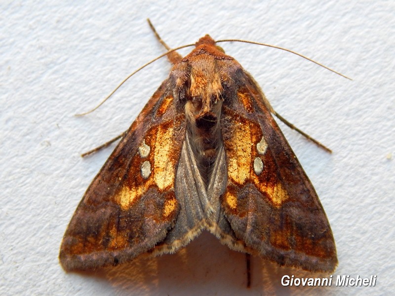 Serie di Falene da confemare